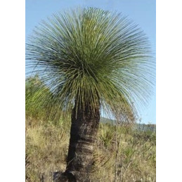 Dasylirion quadrangulatum...