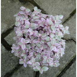 Callisia  Rosato "Pink Lady"