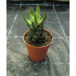 Haworthia coarctata