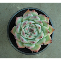 Echeveria chihuahuaensis