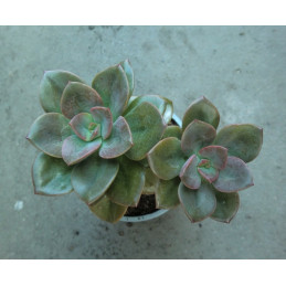 Echeveria Chroma "Chameleon...