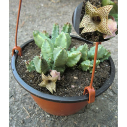 Huernia thuretii