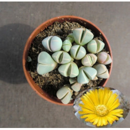 Lapidaria margaretae