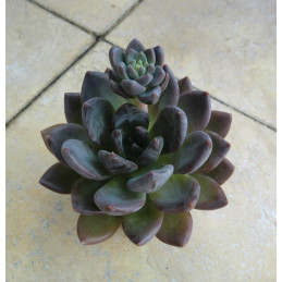 Graptoveria 'Blue mist'