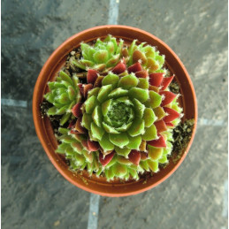 Sempervivum Red Wings -...