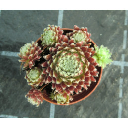 Sempervivum arachnoideum...