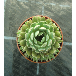 Orostachys spinosus -...