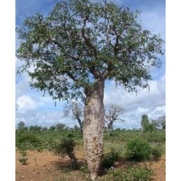 Delonix floribunda "Lahvový...