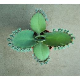 Kalanchoe  laetivirens