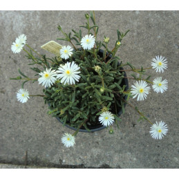 Delosperma karrooicum