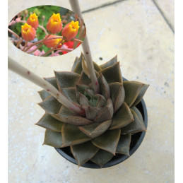 Echeveria purpusorum