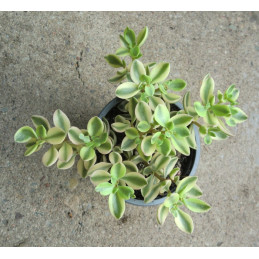 Crassula volkensii f....