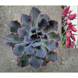 Echeveria 'Neon Breakers'