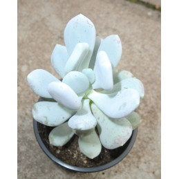 Pachyphytum bracteosum