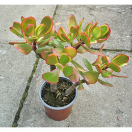 Crassula ovata Hummel's Sunset