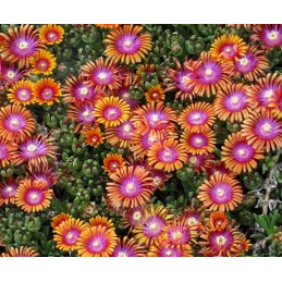 Delosperma 'Fire Spinner'