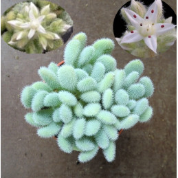 Sedum hintonii