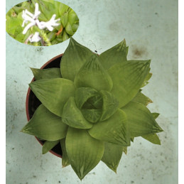 Haworthia cymbiformis
