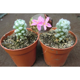 Anacampseros baeseckei