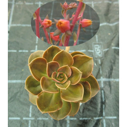 Echeveria 'Melaco'