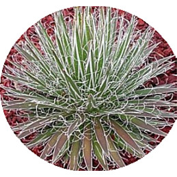 Agave filifera ssp. schidigera