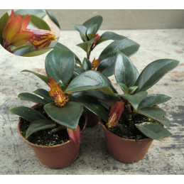 Nematanthus gregarius