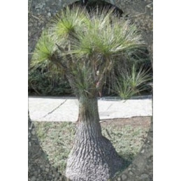 Beaucarnea stricta