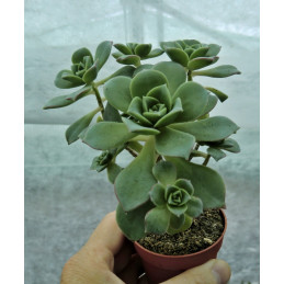Aeonium haworthii (větší...
