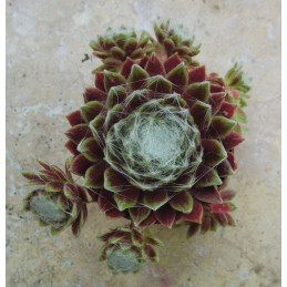 Sempervivum arachnoideum...