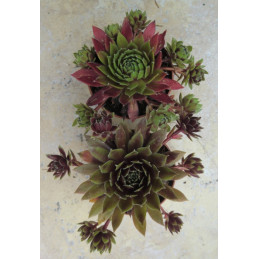 Sempervivum hybridum Gruaud...