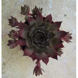 Sempervivum Purple Beauty -...