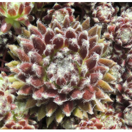 Sempervivum 'Sprite' - Netřesk