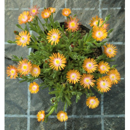 Delosperma cooperi Orange