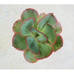Echeveria cerrograndensis