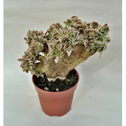 Aeonium decorum cv....