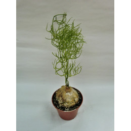 Bowiea volubilis "Pnoucí...