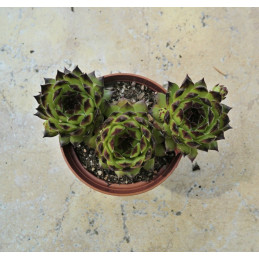 Sempervivum Reinhard - Netřesk