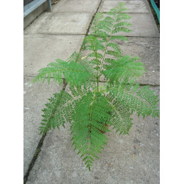 Jacaranda mimosaefolia