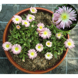 Delosperma sutherlandii...
