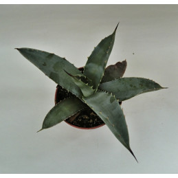 Agave macroacantha