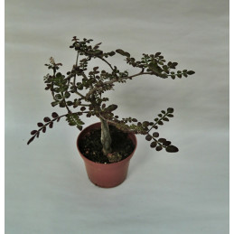 Operculicarya borealis