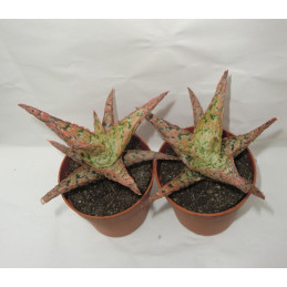 Aloe cv. Pink Blush