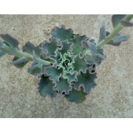 Echeveria ’Curly Locks’