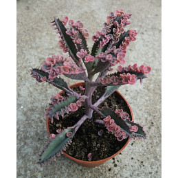 Kalanchoe daigremontiana...