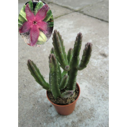 Stapelia grandiflora