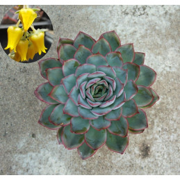 Echeveria 'Hercules'