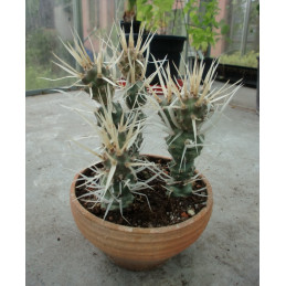 Tephrocactus papyracanthus