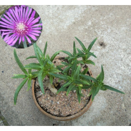 Delosperma lydenburgense