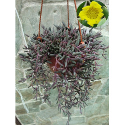 Senecio herreianus Purple...