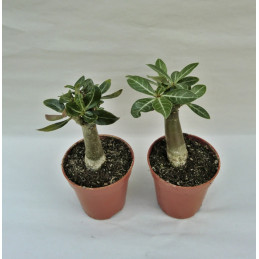Adenium obesum Aekmongkol...